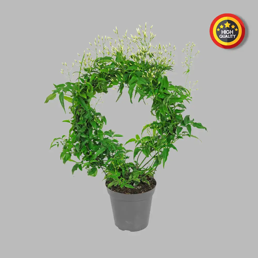 Alpha Channel Masking Before