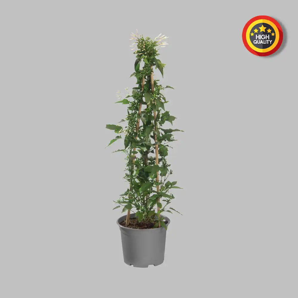 Feathering Masking Before